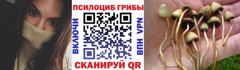 Псилоцибиновые грибы Psilocybine cubensis  Купить где  Крым 